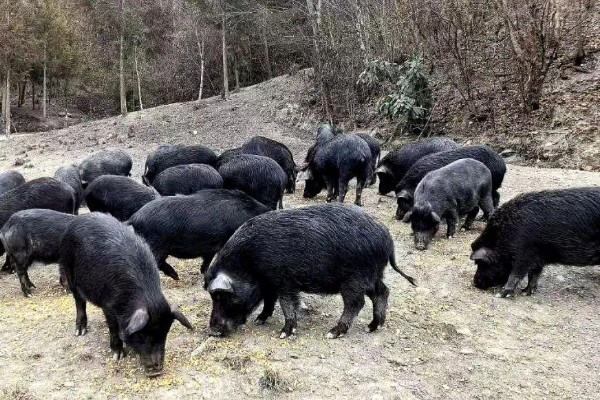 藏香猪适合养在哪里,在四川、江西、山东等省份发展迅速