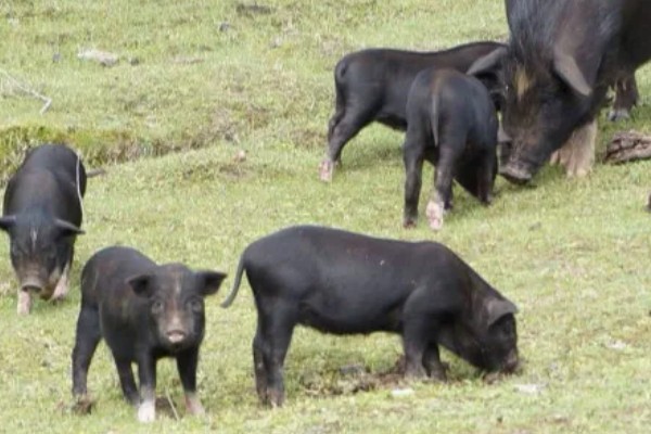 藏香猪适合养在哪里,在四川、江西、山东等省份发展迅速