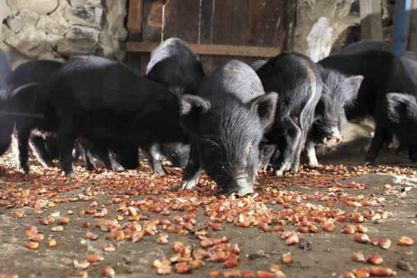 藏香猪适合养在哪里,在四川、江西、山东等省份发展迅速