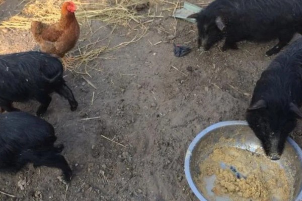 藏香猪适合养在哪里,在四川、江西、山东等省份发展迅速