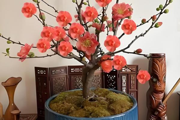 长寿乐海棠的开放次数，通常是一年开放一次