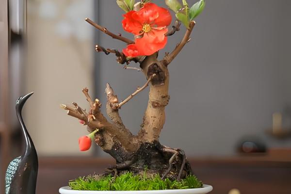 长寿乐海棠的开放次数，通常是一年开放一次