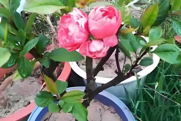 长寿乐海棠的开放次数，通常是一年开放一次