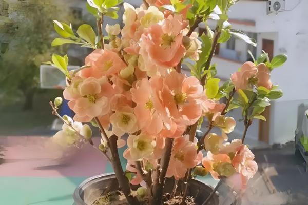 长寿乐海棠的开放次数，通常是一年开放一次