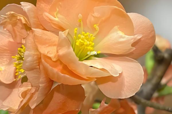 长寿乐海棠的开放次数，通常是一年开放一次