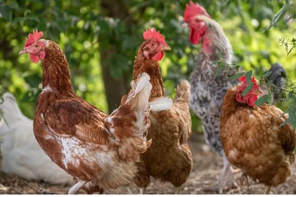 鸡飞不起来的原因，翅膀肌肉组织退化失去飞行优势