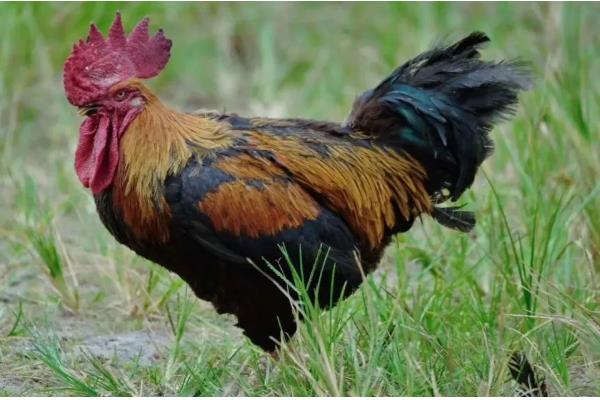 鸡飞不起来的原因，翅膀肌肉组织退化失去飞行优势