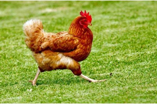 鸡飞不起来的原因，翅膀肌肉组织退化失去飞行优势