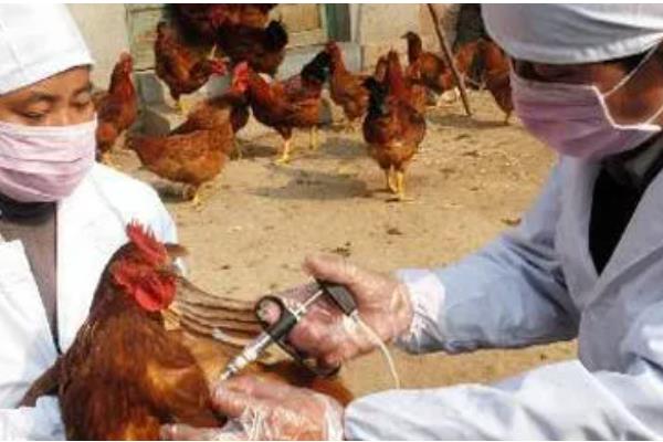 鸡飞不起来的原因，翅膀肌肉组织退化失去飞行优势