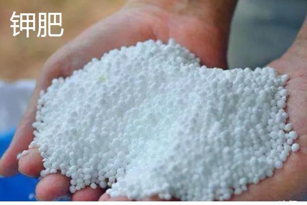 哪些化肥不能与碱性物质混用,常见硫酸铵、硝酸铵、氯化铵等种类