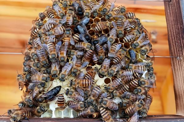 蜜蜂快速秋繁方法,把强群的封盖子脾调给弱群可增强群势