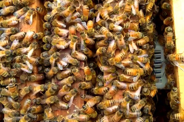 蜜蜂快速秋繁方法,把强群的封盖子脾调给弱群可增强群势