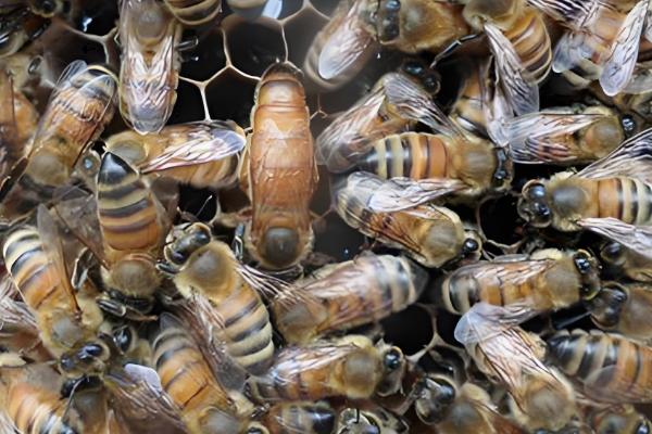 蜜蜂快速秋繁方法,把强群的封盖子脾调给弱群可增强群势