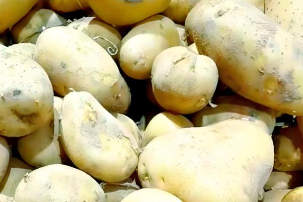 保存土豆有哪些注意事项，一定要忌高温、水多等