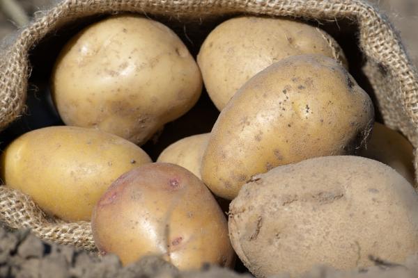 保存土豆有哪些注意事项，一定要忌高温、水多等