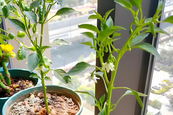 阳台上种辣椒怎样授粉，可利用风力来给辣椒授粉