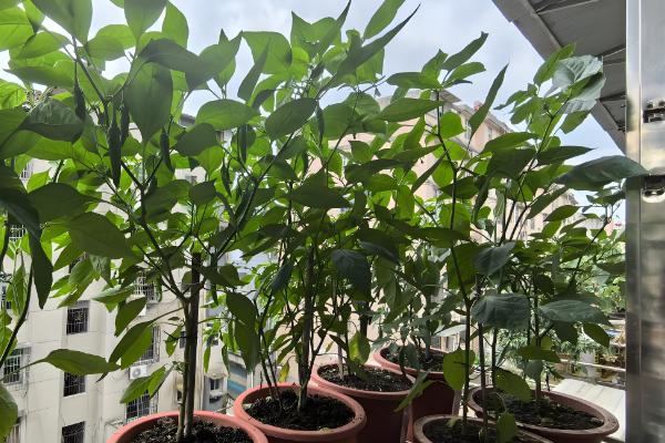 阳台上种辣椒怎样授粉，可利用风力来给辣椒授粉