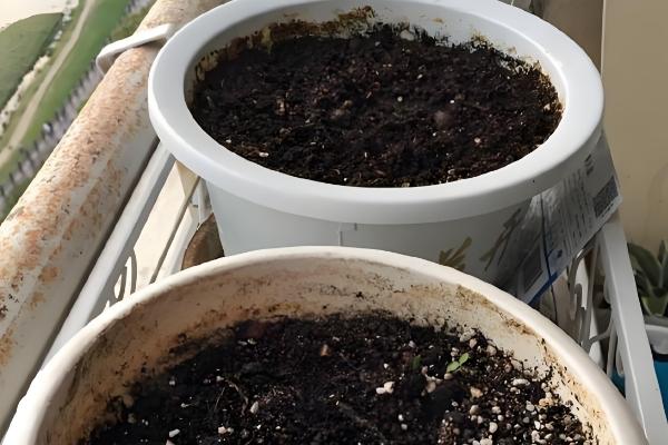 阳台上种辣椒怎样授粉，可利用风力来给辣椒授粉