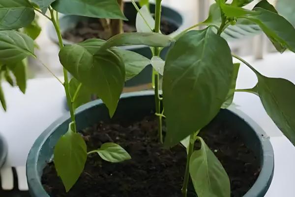 阳台上种辣椒怎样授粉，可利用风力来给辣椒授粉