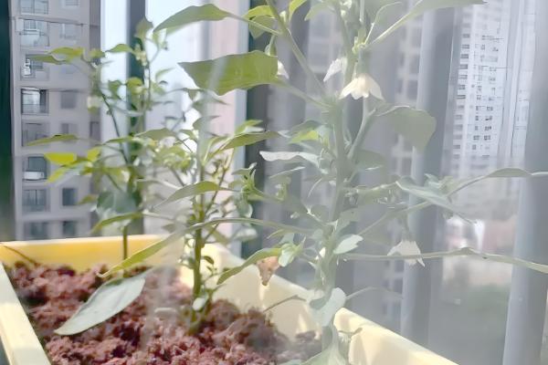 阳台上种辣椒怎样授粉，可利用风力来给辣椒授粉