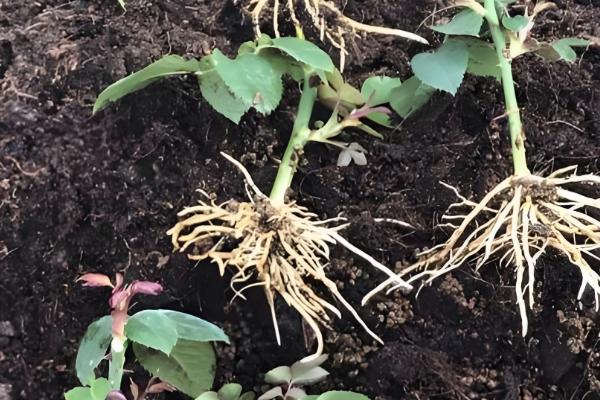 百香果的插枝时间，在4-5月份插枝更容易成活