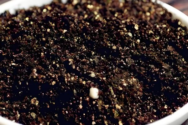 百香果的插枝时间，在4-5月份插枝更容易成活