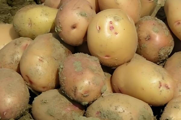 保存土豆有哪些注意事项，一定要忌高温、水多等