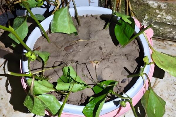 百香果的插枝时间，在4-5月份插枝更容易成活