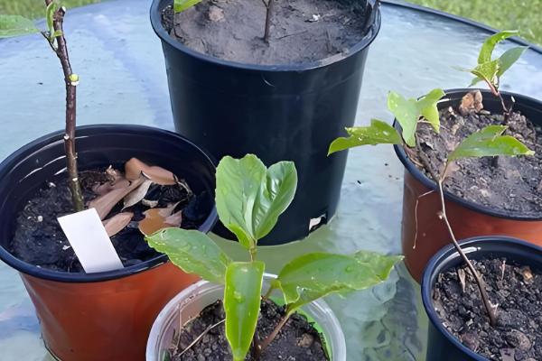 百香果的插枝时间，在4-5月份插枝更容易成活