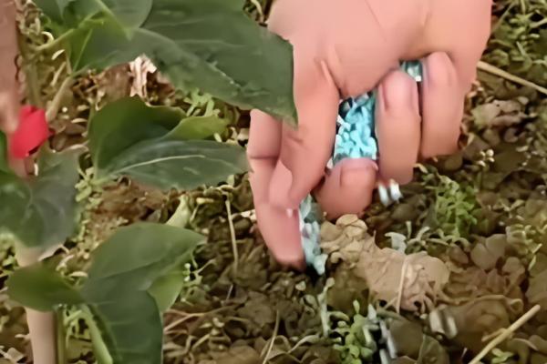 百香果的插枝时间，在4-5月份插枝更容易成活