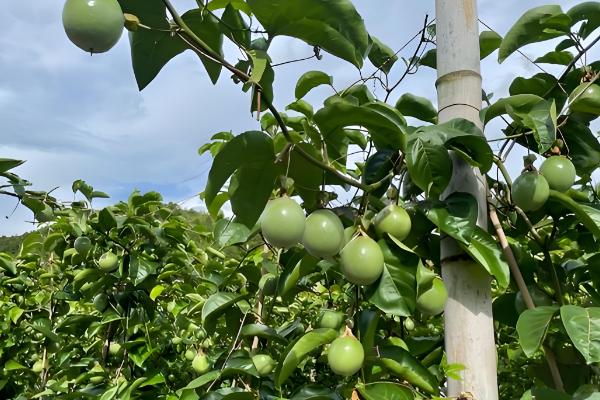 百香果的插枝时间，在4-5月份插枝更容易成活