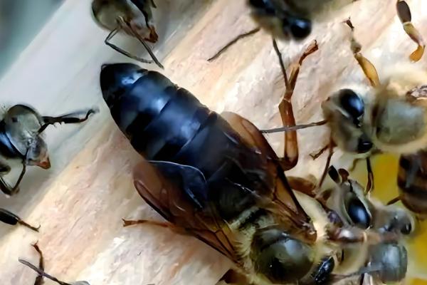 蜜蜂快速秋繁方法,把强群的封盖子脾调给弱群可增强群势