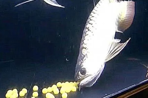 自家养的金龙鱼能不能繁殖，将公鱼和母鱼养在一起会自行配对