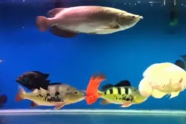 自家养的金龙鱼能不能繁殖，将公鱼和母鱼养在一起会自行配对