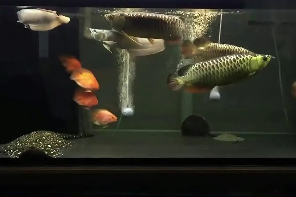 自家养的金龙鱼能不能繁殖，将公鱼和母鱼养在一起会自行配对