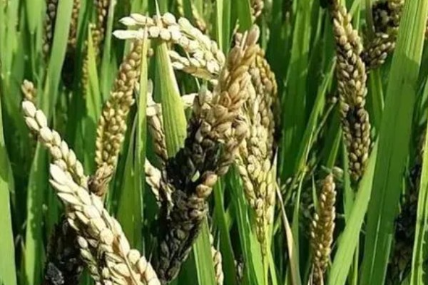 稻谷上面为什么会长霉球，可能是发生了稻曲病