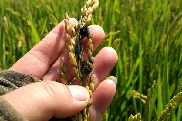 稻谷上面为什么会长霉球，可能是发生了稻曲病