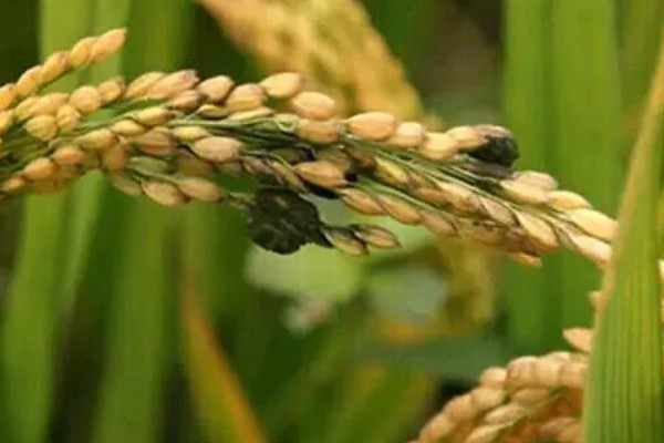 稻谷上面为什么会长霉球，可能是发生了稻曲病
