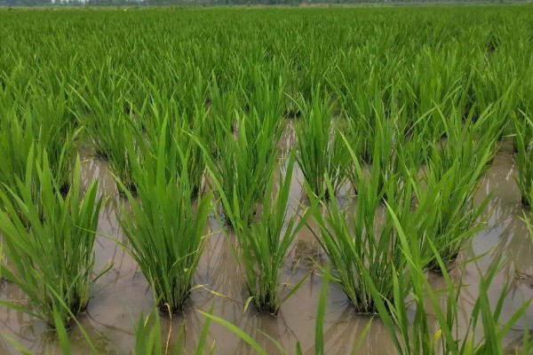 稻谷上面为什么会长霉球，可能是发生了稻曲病