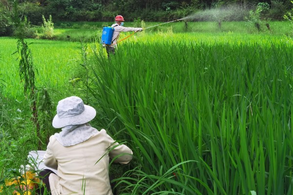 稻谷上面为什么会长霉球，可能是发生了稻曲病