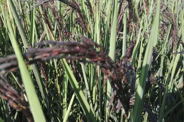 稻谷上面为什么会长霉球，可能是发生了稻曲病