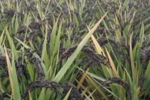 稻谷上面为什么会长霉球，可能是发生了稻曲病