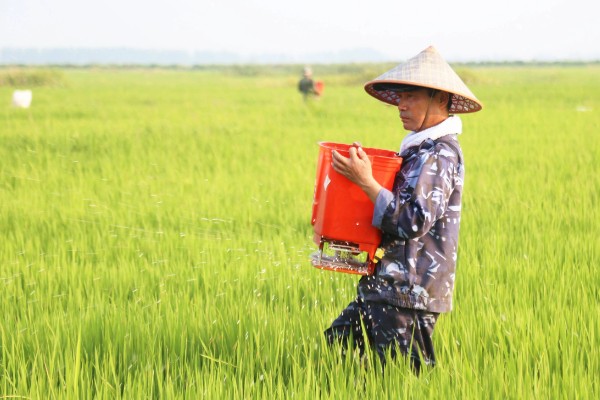 稻谷上面为什么会长霉球，可能是发生了稻曲病