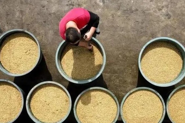 稻谷上面为什么会长霉球，可能是发生了稻曲病