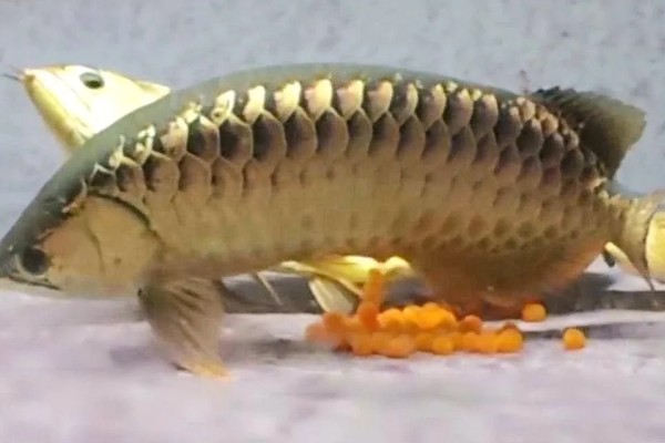 自家养的金龙鱼能不能繁殖，将公鱼和母鱼养在一起会自行配对