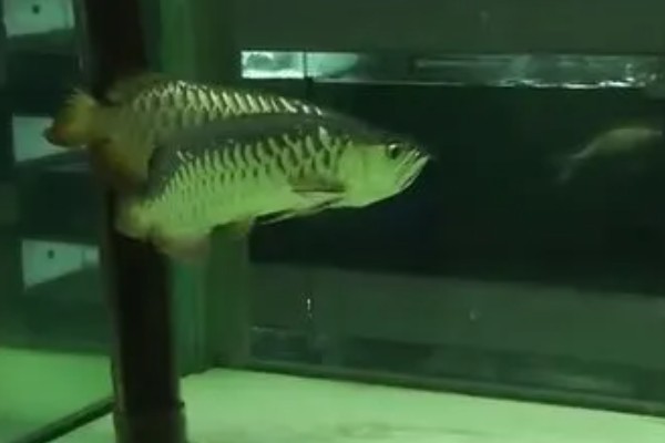 自家养的金龙鱼能不能繁殖，将公鱼和母鱼养在一起会自行配对