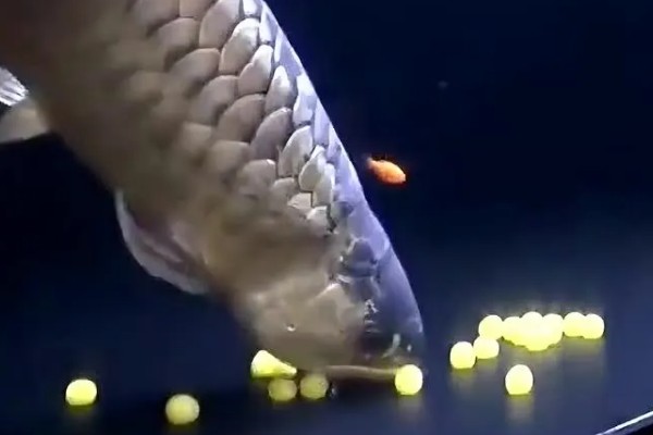 自家养的金龙鱼能不能繁殖，将公鱼和母鱼养在一起会自行配对