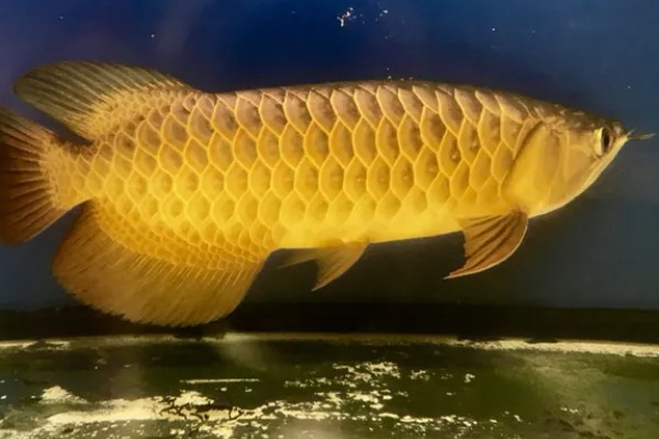 自家养的金龙鱼能不能繁殖，将公鱼和母鱼养在一起会自行配对