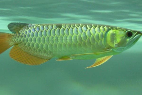 自家养的金龙鱼能不能繁殖，将公鱼和母鱼养在一起会自行配对