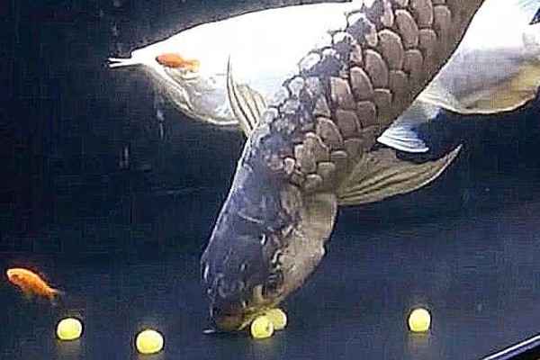 自家养的金龙鱼能不能繁殖，将公鱼和母鱼养在一起会自行配对